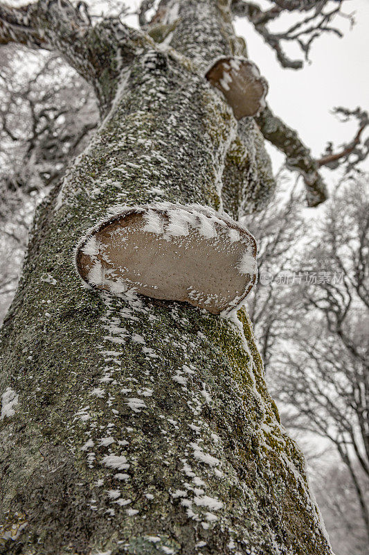 欧洲斯洛维尼亚Primorska冬季，雪背景上的一棵树干上的一种蘑菇(Inonotus obliquus)